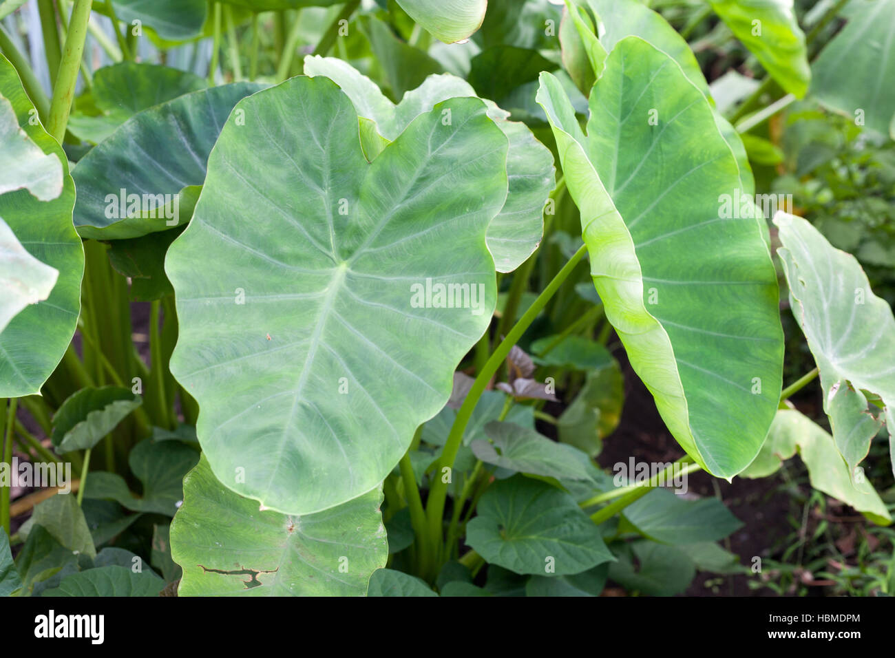 Elephant ear leaves on white hires stock photography and images Alamy