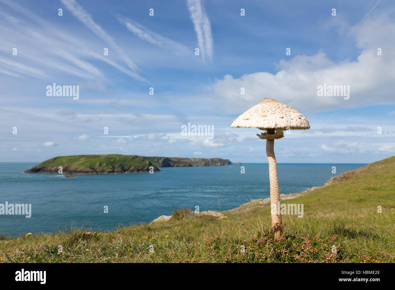 A large Parasol Mushroom, Macrolepiota procera, growing on the cliff top at Wooltack Point in Pembrokeshire, South West Wales. Stock Photo