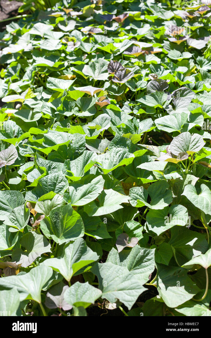 Green and purple fresh leaves of sweet potato on farm Stock Photo