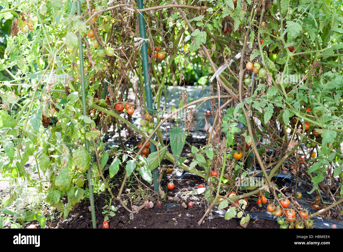 Withered cherry tomato plants on farm Stock Photo