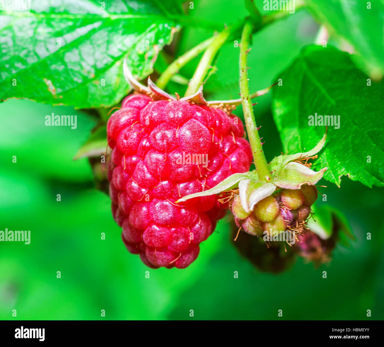 Branch of raspberry hi-res stock photography and images - Alamy
