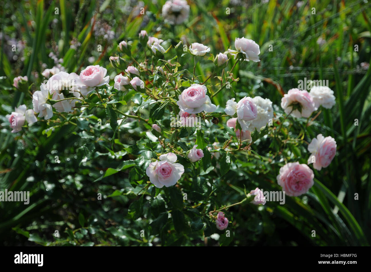 Rosa Larissa, Shrub rose Stock Photo - Alamy