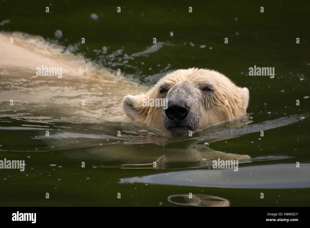 Ice Bear swims Stock Photo