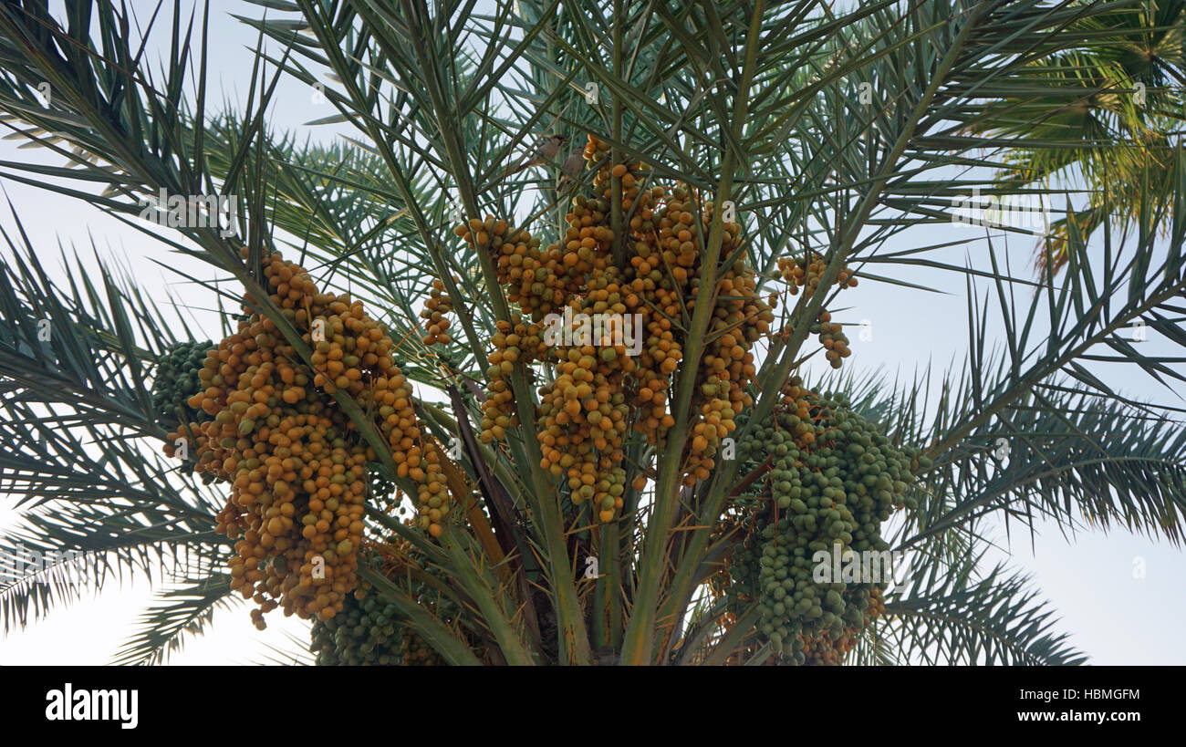 african palm tree on cape verde Stock Photo