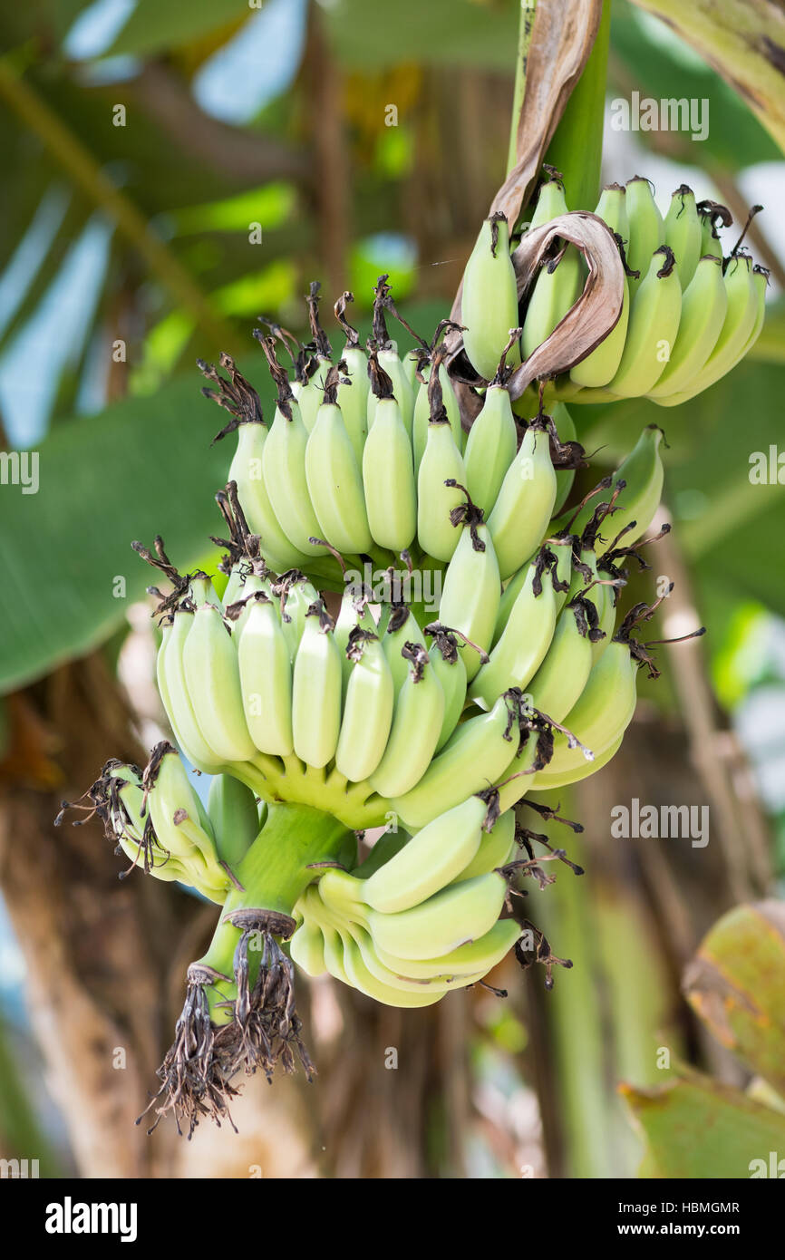 Bunch of bananas on the plant – License image – 693890 ❘ Image