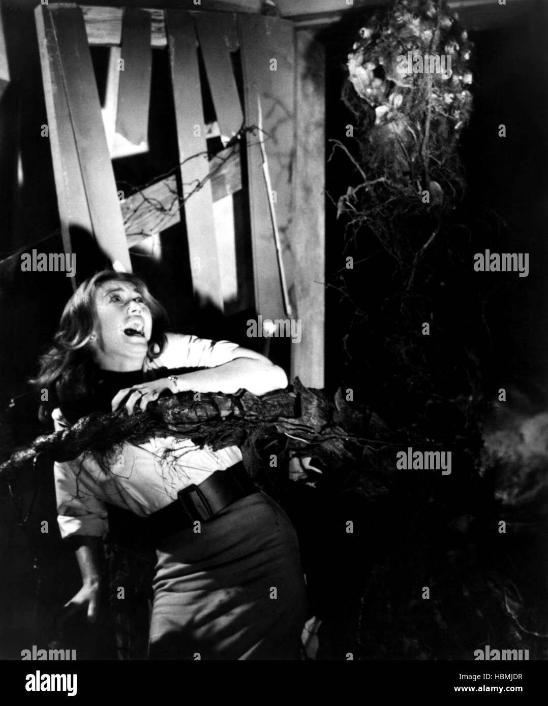 THE DAY OF THE TRIFFIDS Janette Scott 1962 Stock Photo Alamy the-day-of-the-triffids-janette-scott-1962-stock-photo-alamy
