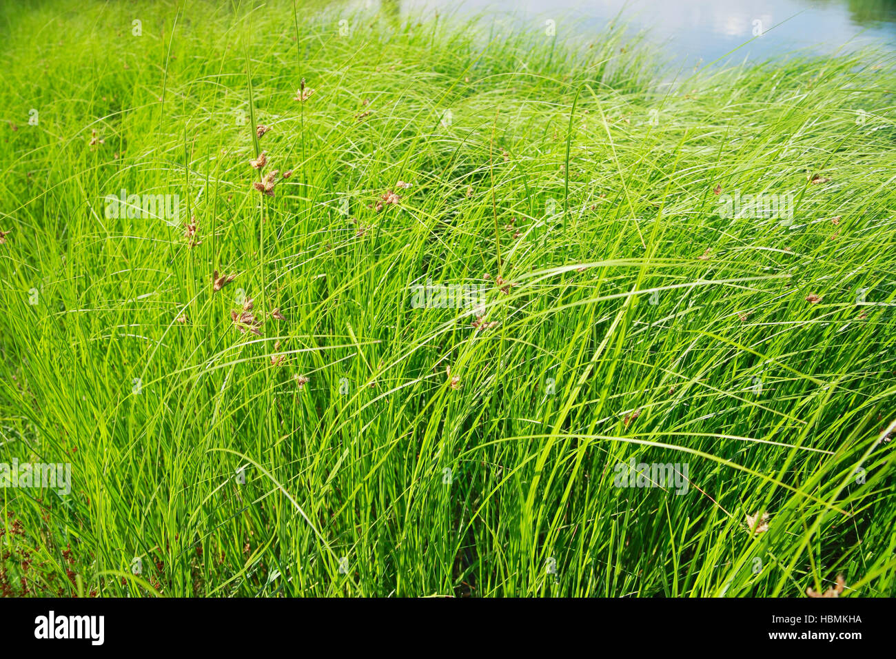 Pondside Reeds Pond sedge hi-res stock photography and images - Alamy