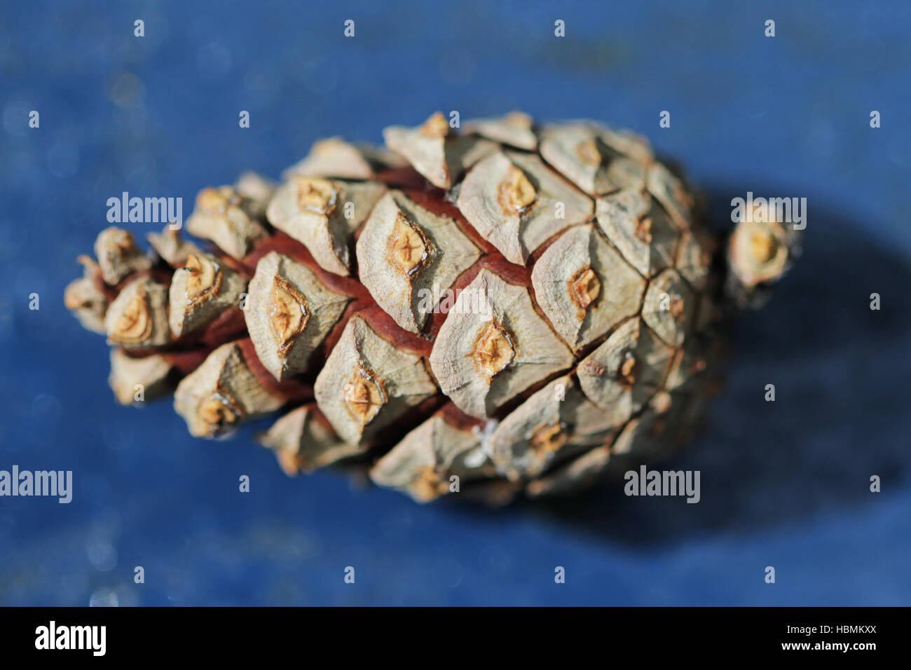 White pine cone hi-res stock photography and images - Alamy