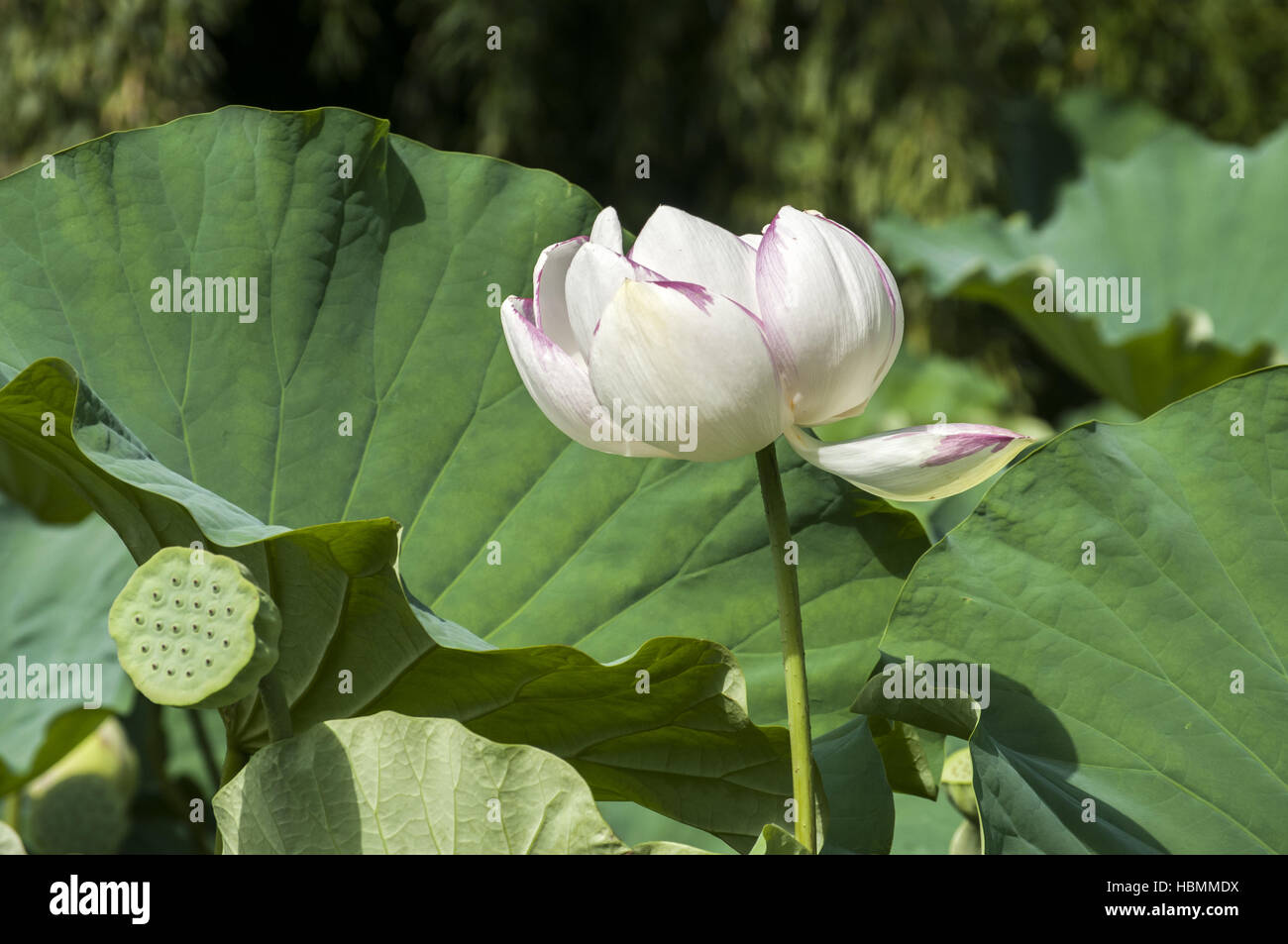 Lotus blossom closeup Stock Photo Alamy
