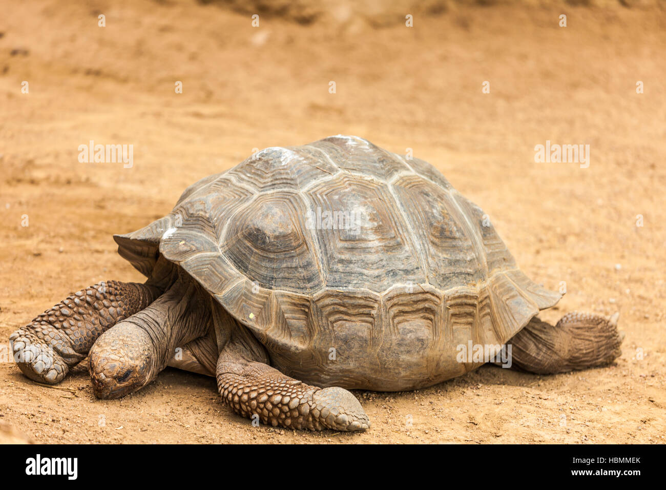 big animal turtel Stock Photo