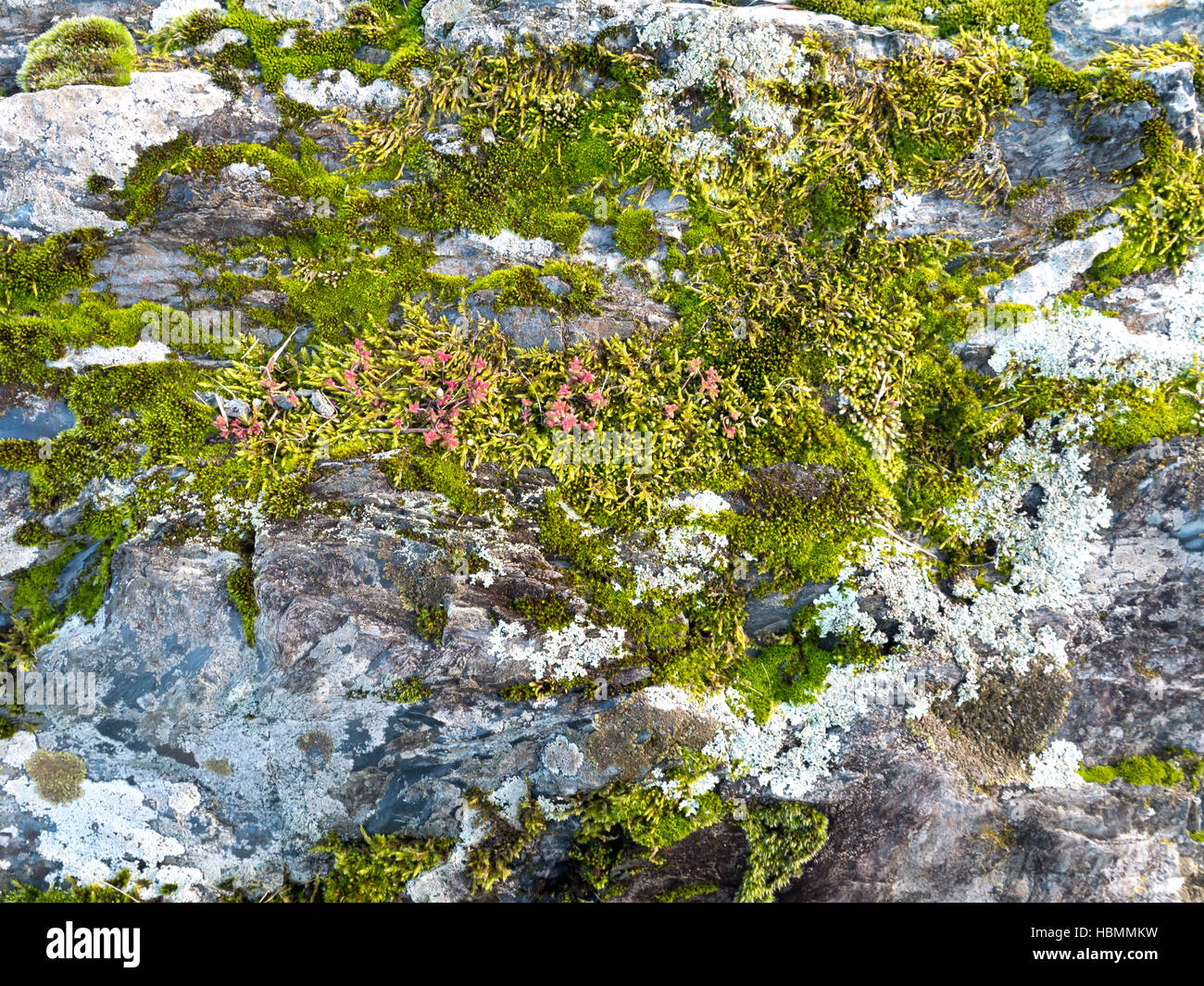 Dark green mix lichen, moss, scenic textures, 646074180226