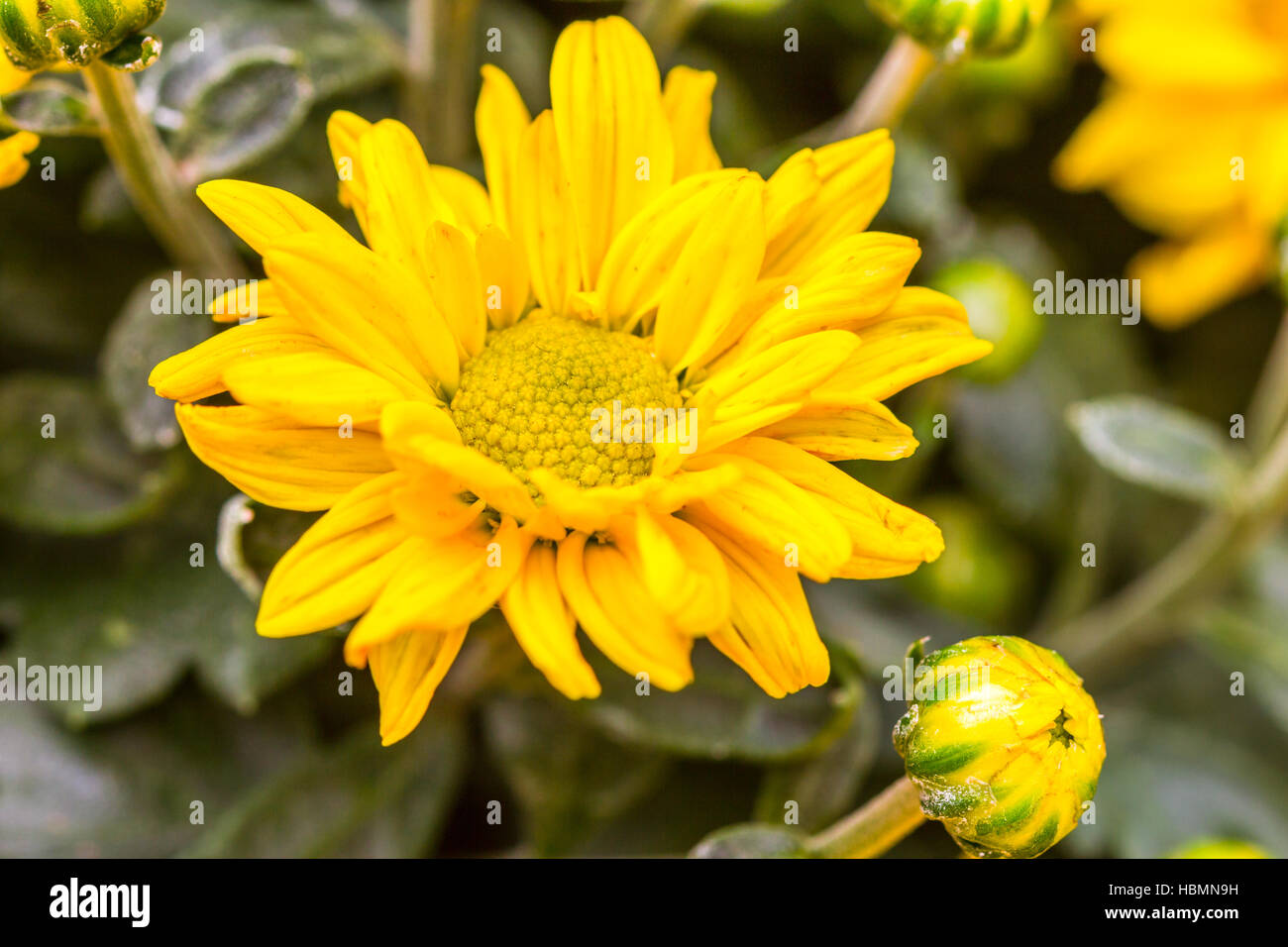 Chrysanthemum picture hi-res stock photography and images - Alamy