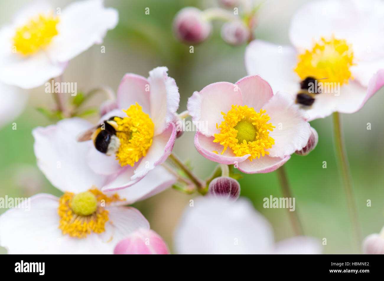 a bee collects pollen from flower, close-up Stock Photo