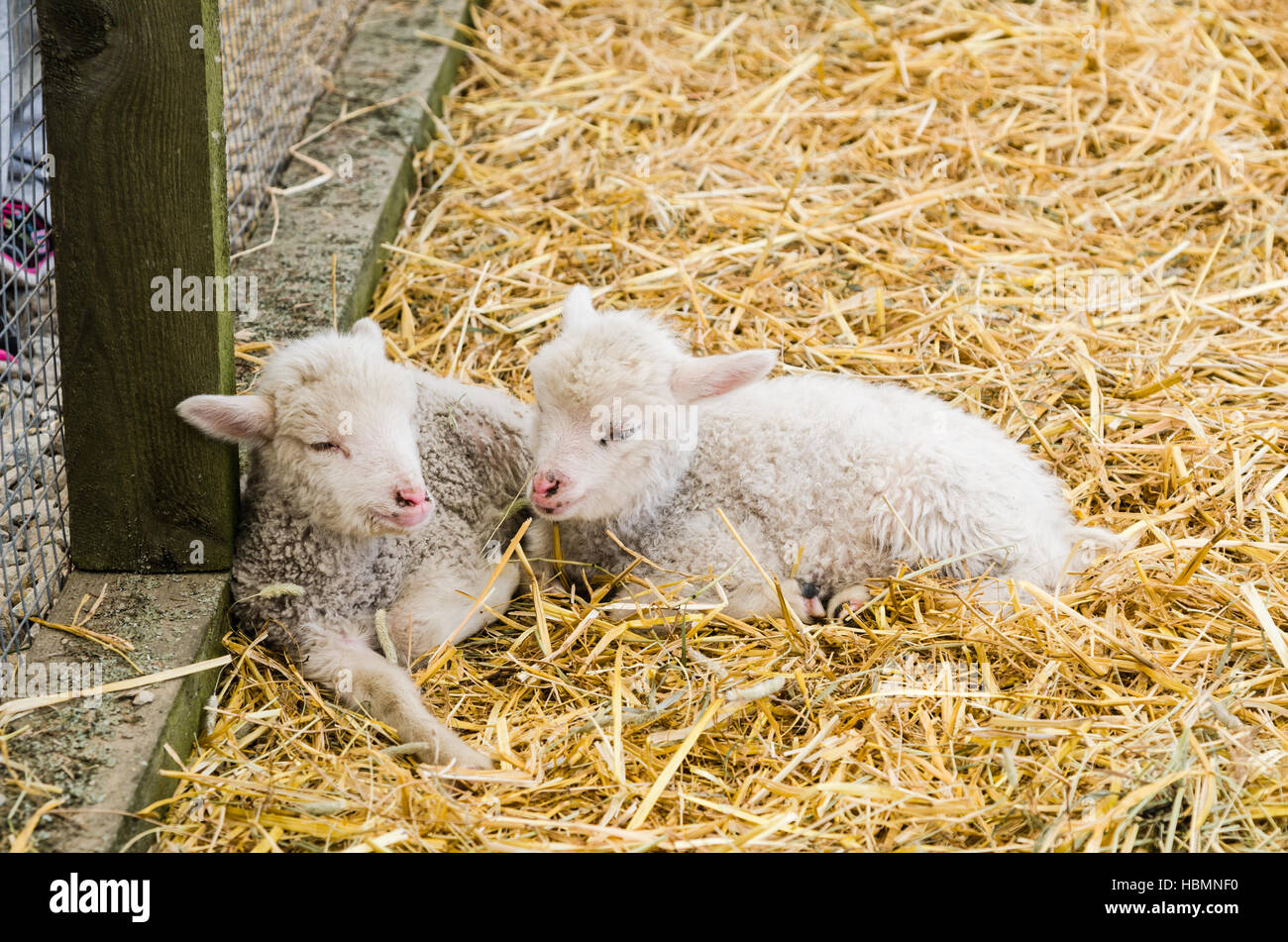 Two Little lamb sleeping in straw Stock Photo Alamy
