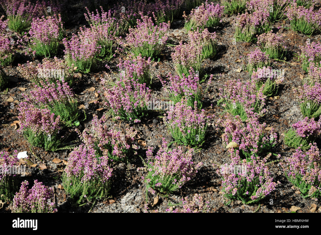 Calluna vulgaris, Heather Stock Photo
