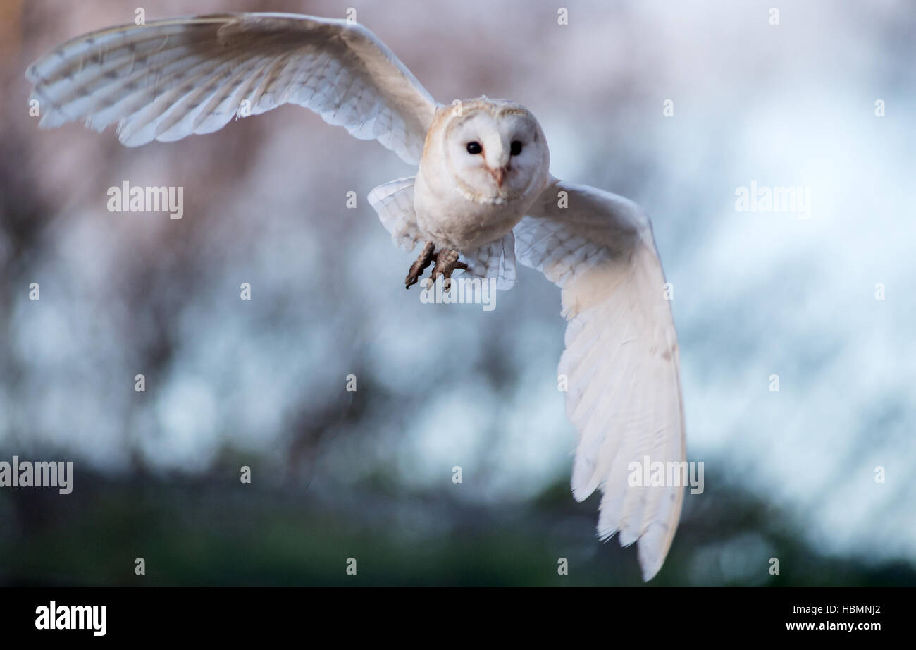 Barn Owl in flight Stock Photo - Alamy