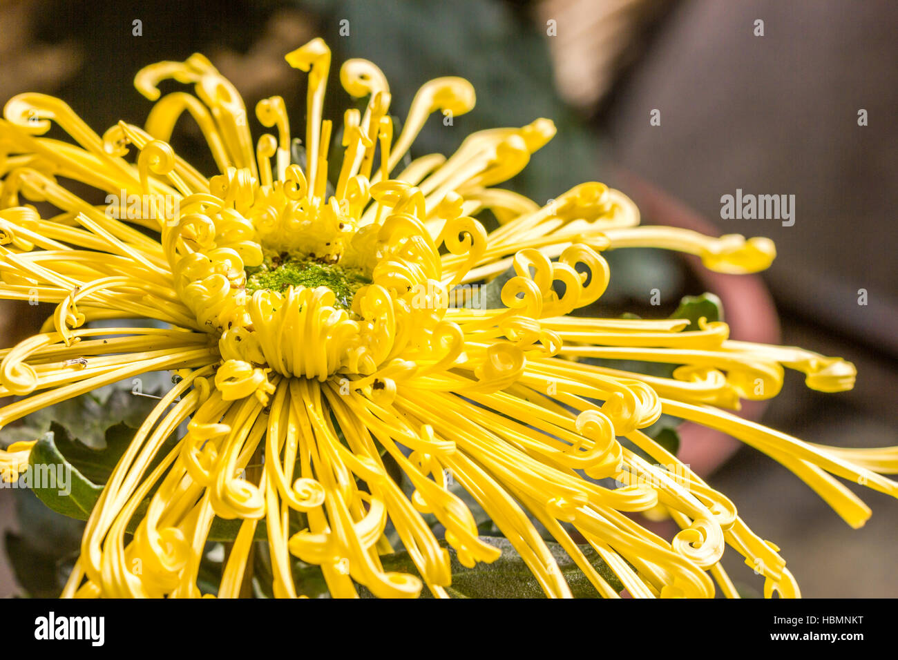 Chrysanthemum and grass hi-res stock photography and images - Alamy