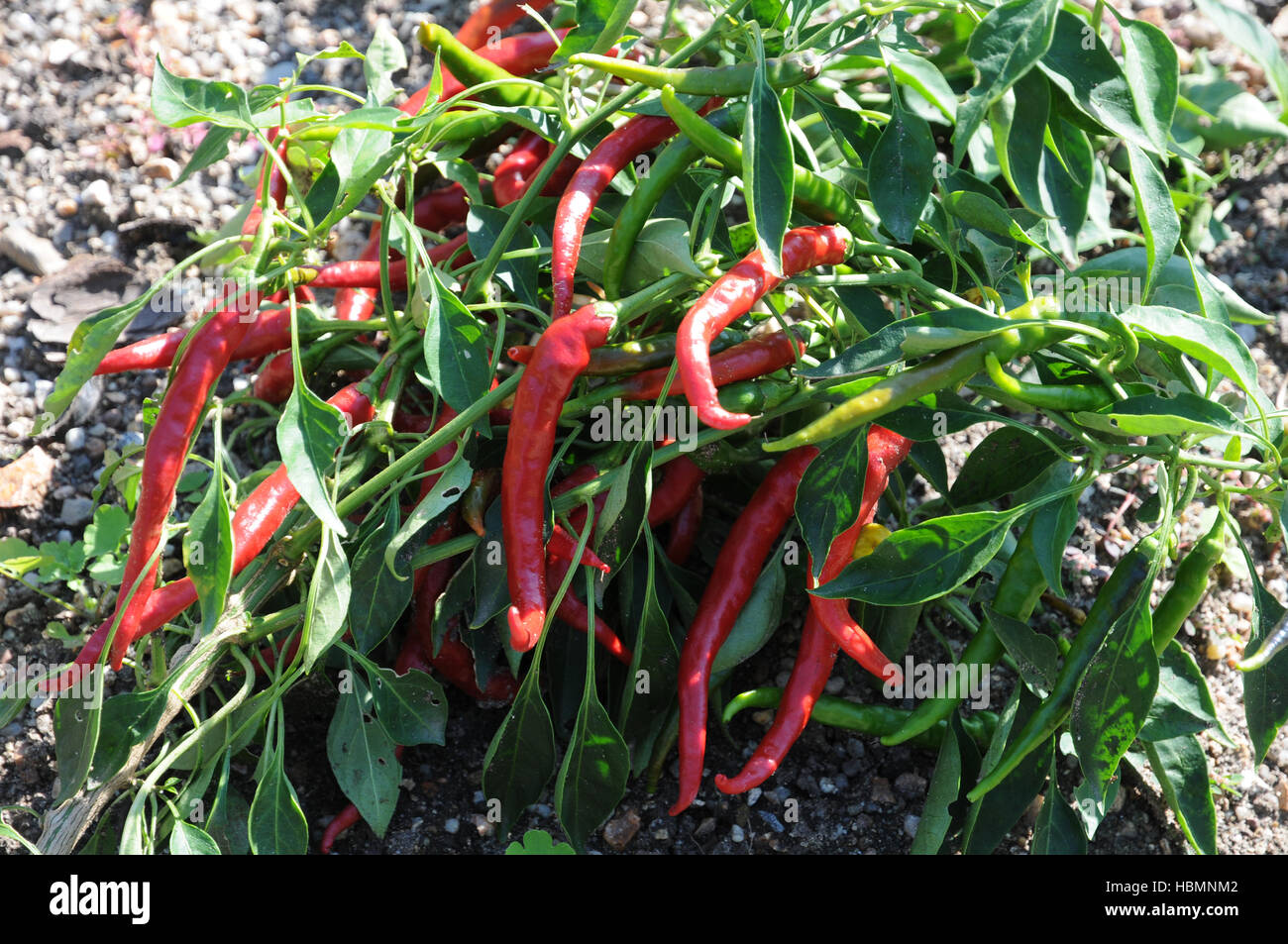 Capsicum frutescens, Chili pepper Stock Photo