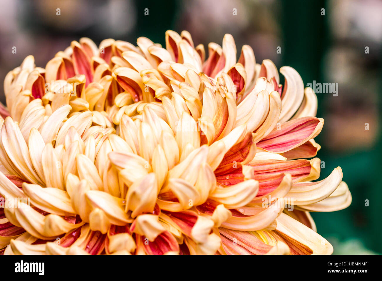 Chrysanthemum and grass hi-res stock photography and images - Alamy