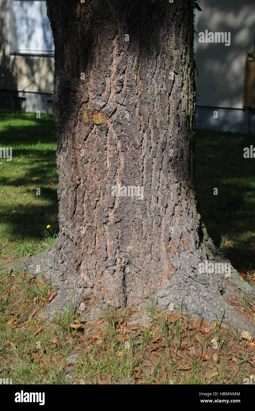 Pinus strobus, Weymouth pine Stock Photo