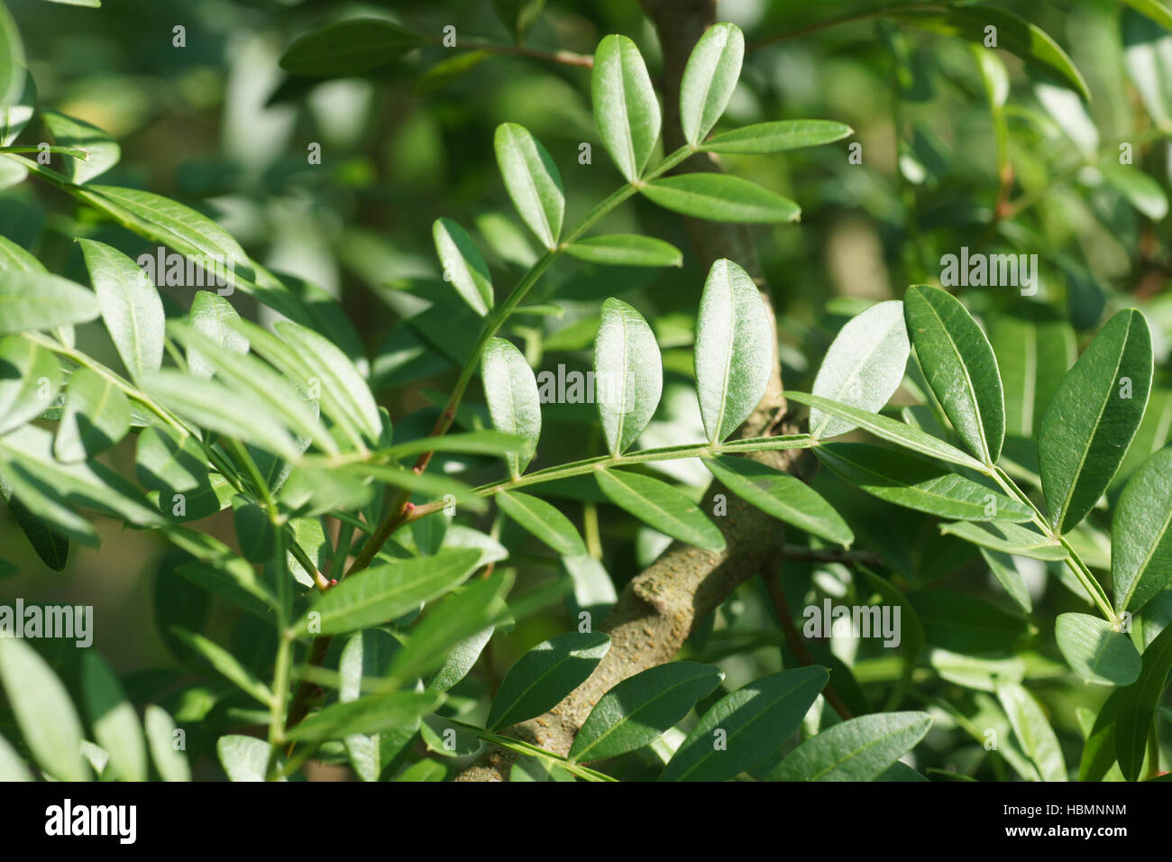 Pistacia lentiscus, Mastic Stock Photo