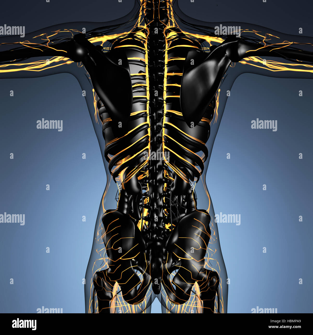 Science Human Body Pulse Biology Diagrams