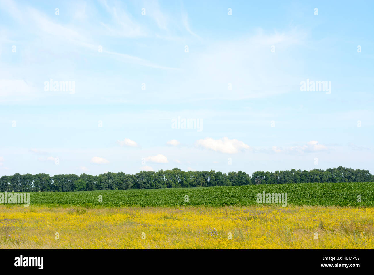 Yellow green field against the blue sky. Beautiful rural landscape ...
