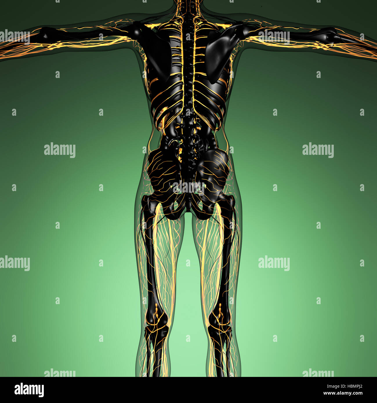 science anatomy of human body in xray with glow blood vessels Stock