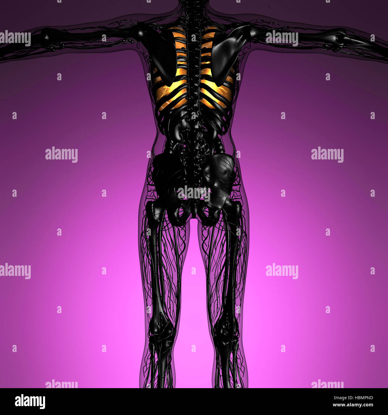 science anatomy of woman body with glow lungs Stock Photo Alamy