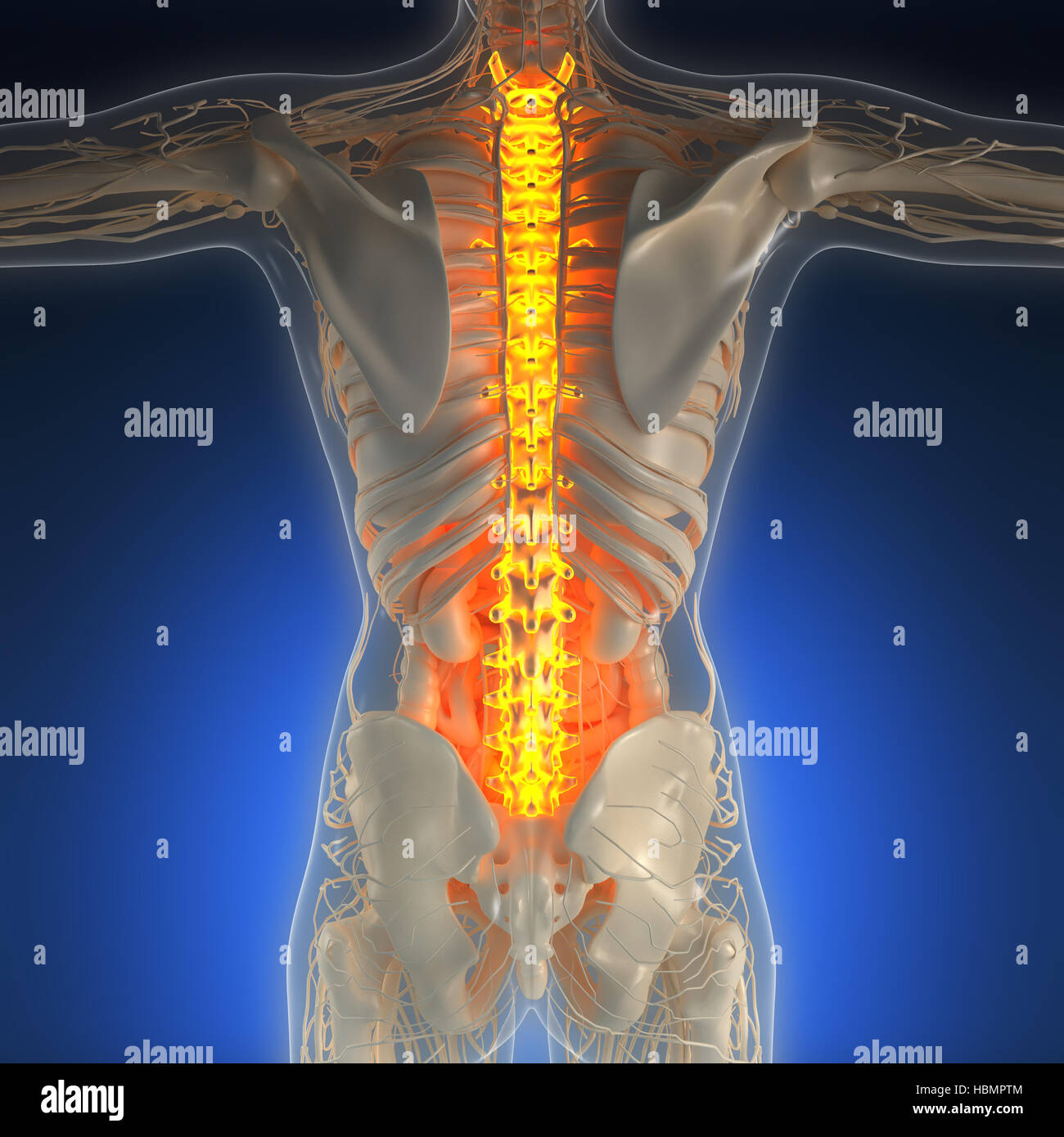 Science Anatomy Of Human Body In X Ray With Glow Back Bones Stock Photo Alamy