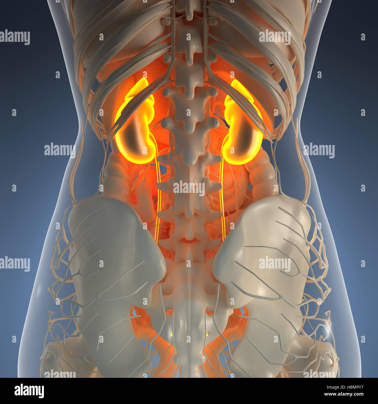 science anatomy of human body in xray with glow kidneys Stock Photo