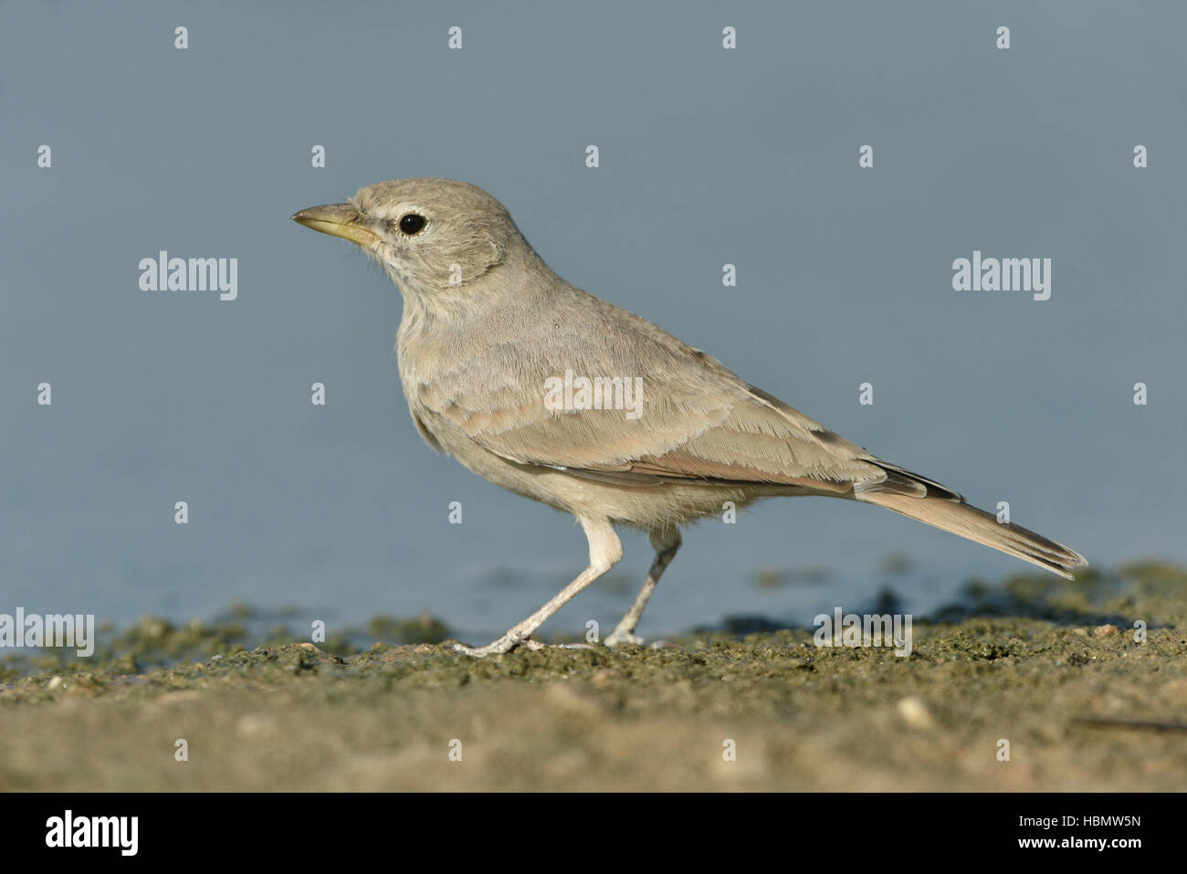 Desert Lark - Ammomanes deserti Stock Photo