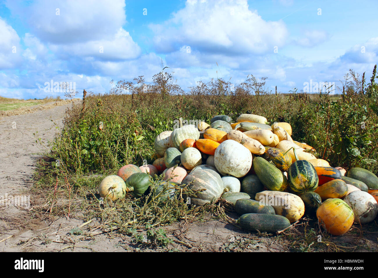 harvest of pumpkins in the kitchen garden Stock Photo - Alamy