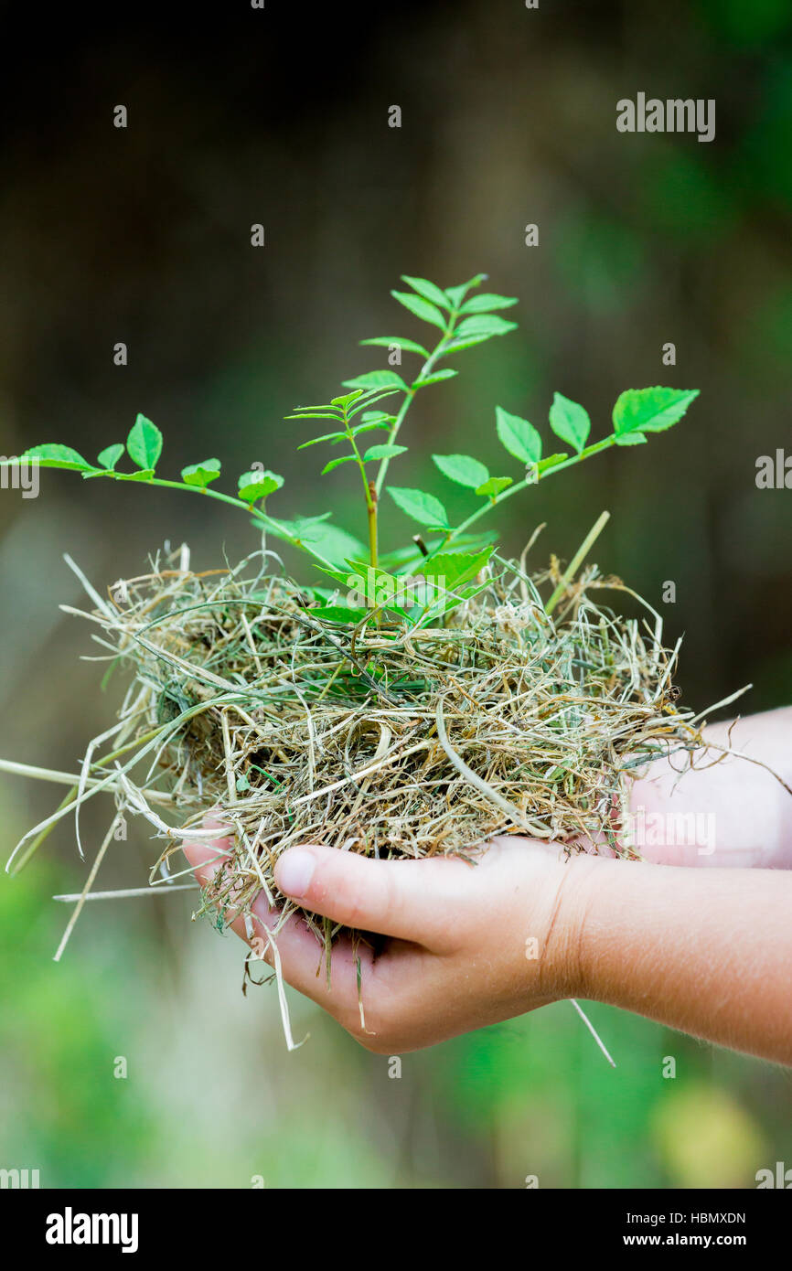 Child's Hands Holding Fresh Small Plant Stock Photo
