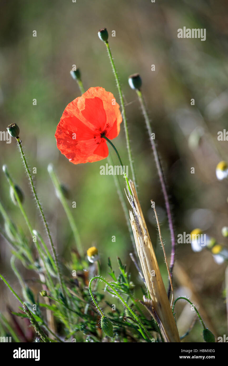 Opium poppy field with path hi-res stock photography and images - Alamy