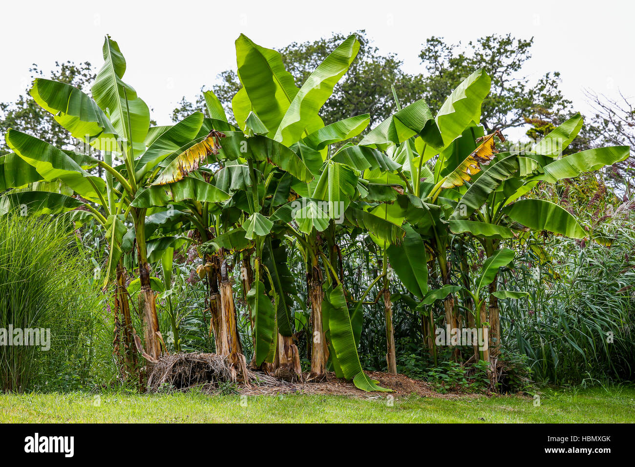Banana forest hi-res stock photography and images - Alamy