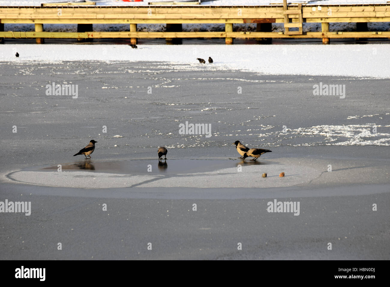 Hooded crows on frozen sea. Stock Photo