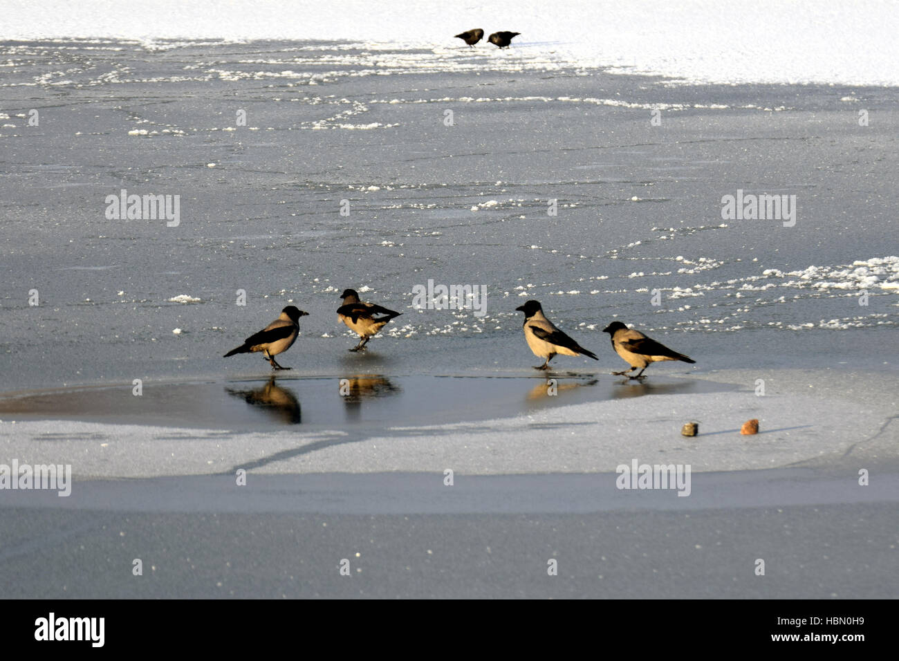 Hooded crows on ice. Stock Photo