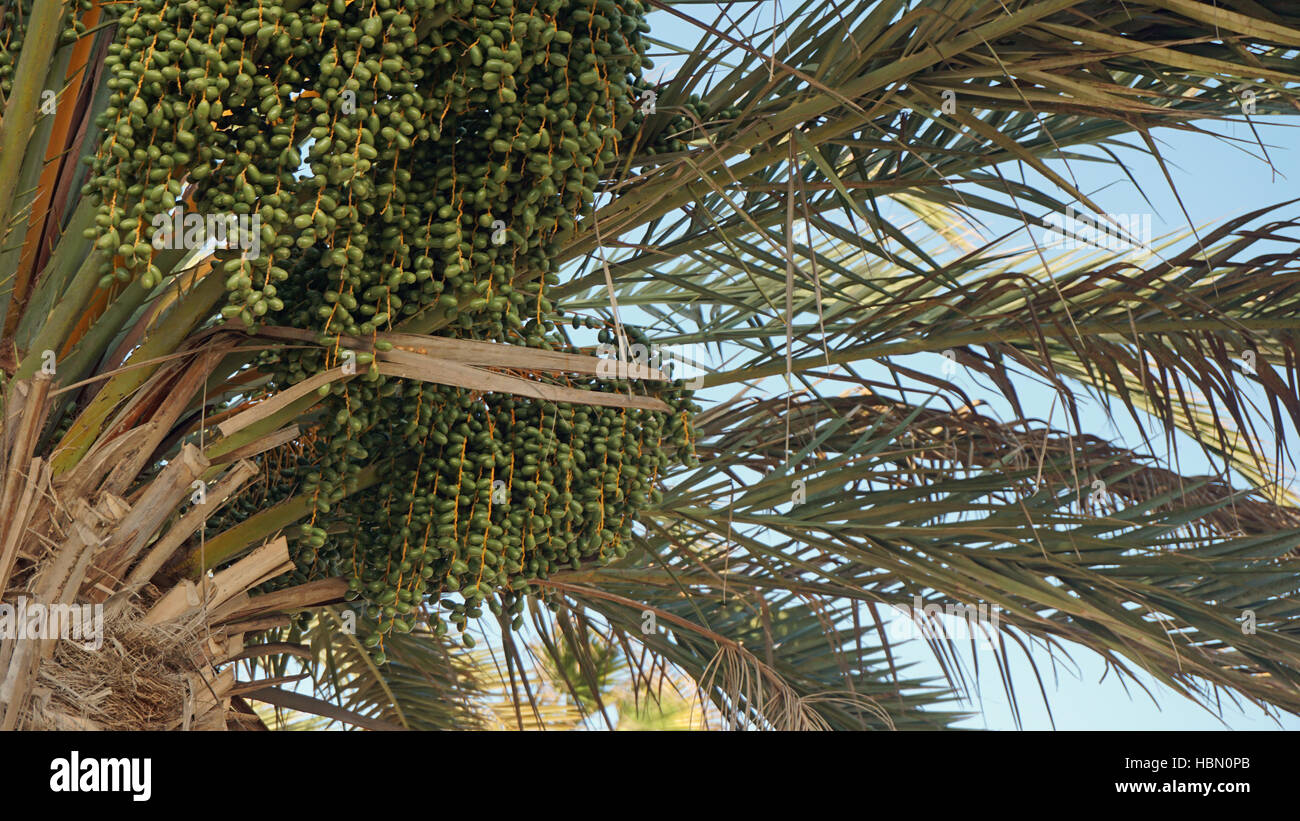 African palm hires stock photography and images Alamy