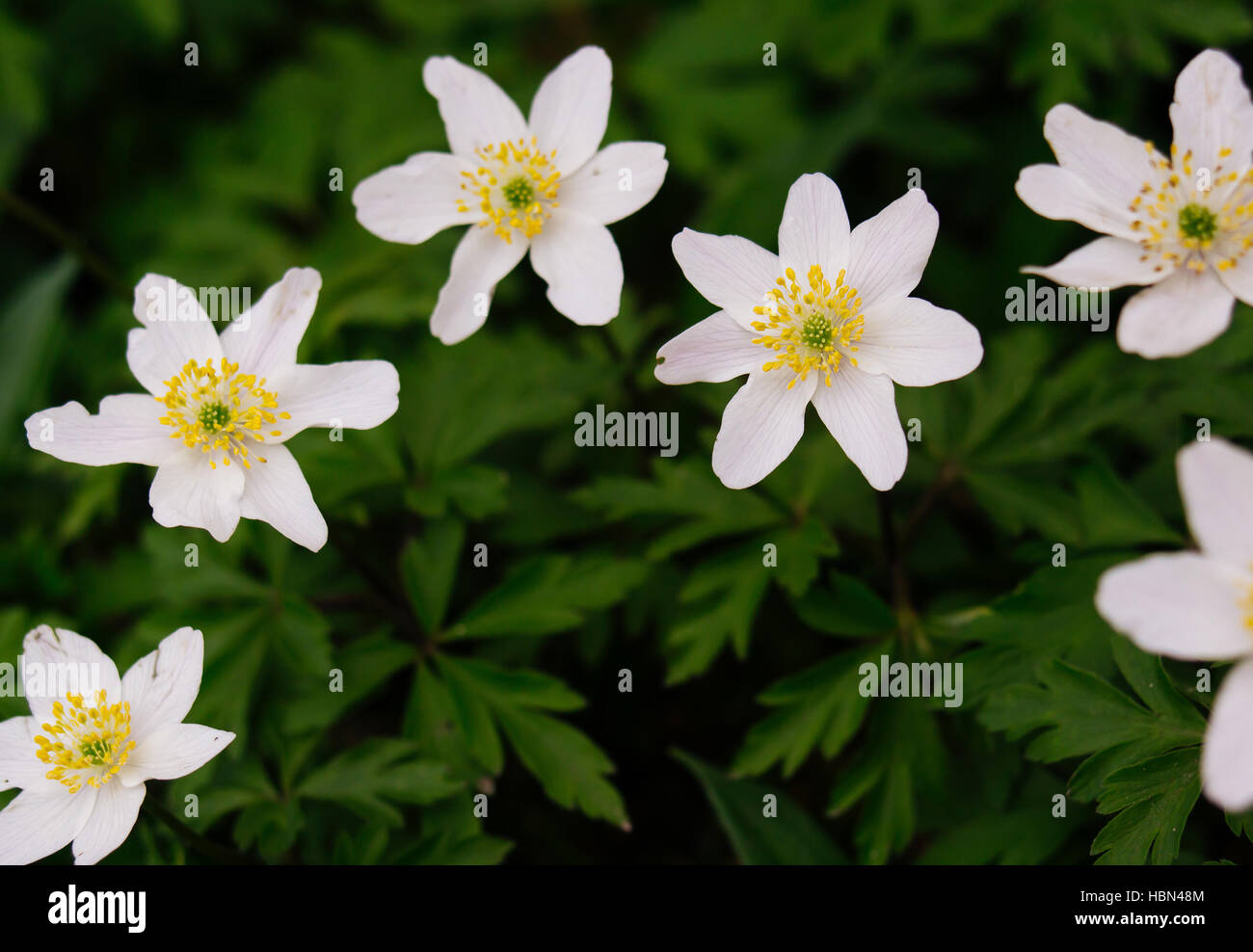 A closeup of white forest anemone flowers blooming. Stock Photo