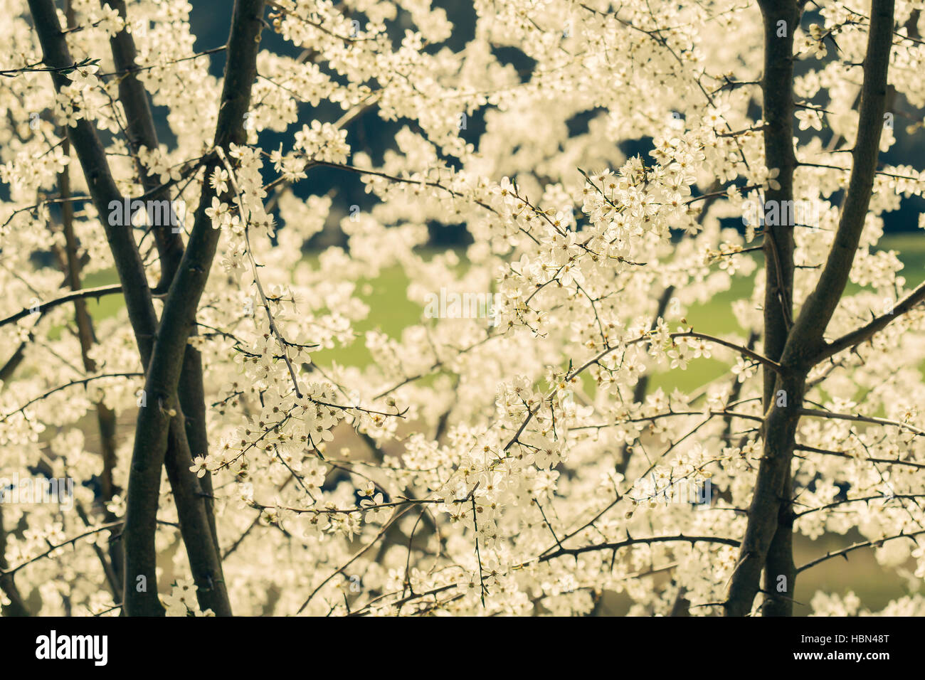 A closeup on white spring blossoms growing on a tree Stock Photo