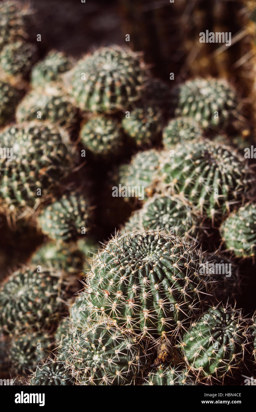 Cactuses cacti hires stock photography and images Alamy