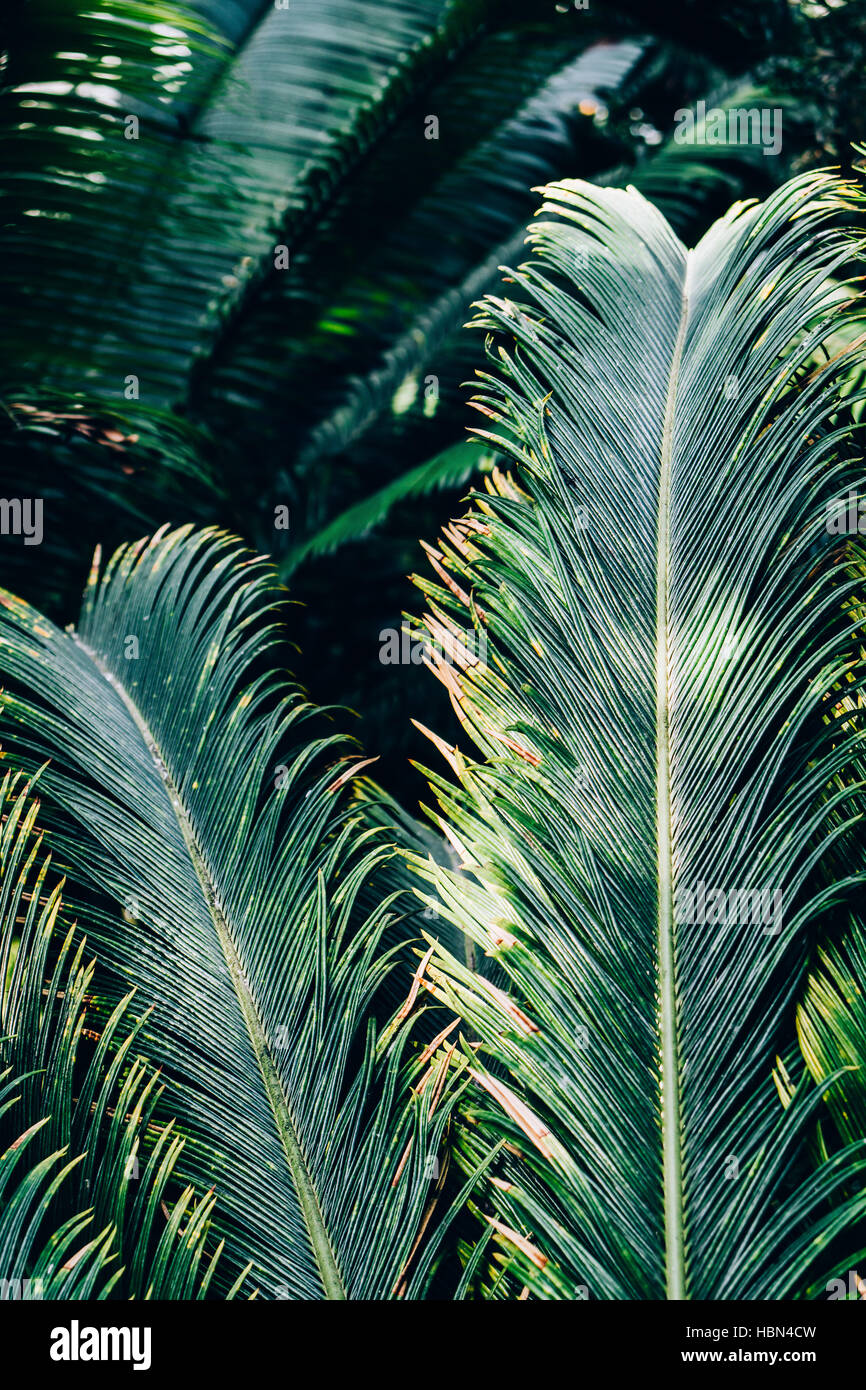 Dark green palm leaves hires stock photography and images Alamy