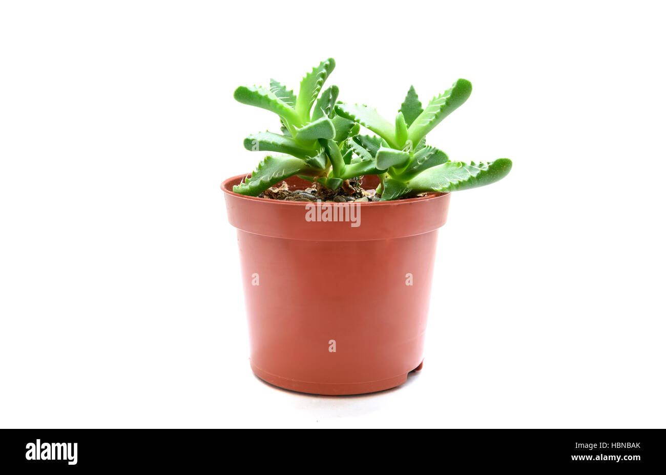 Faucaria succulent plant in flowerpot Stock Photo