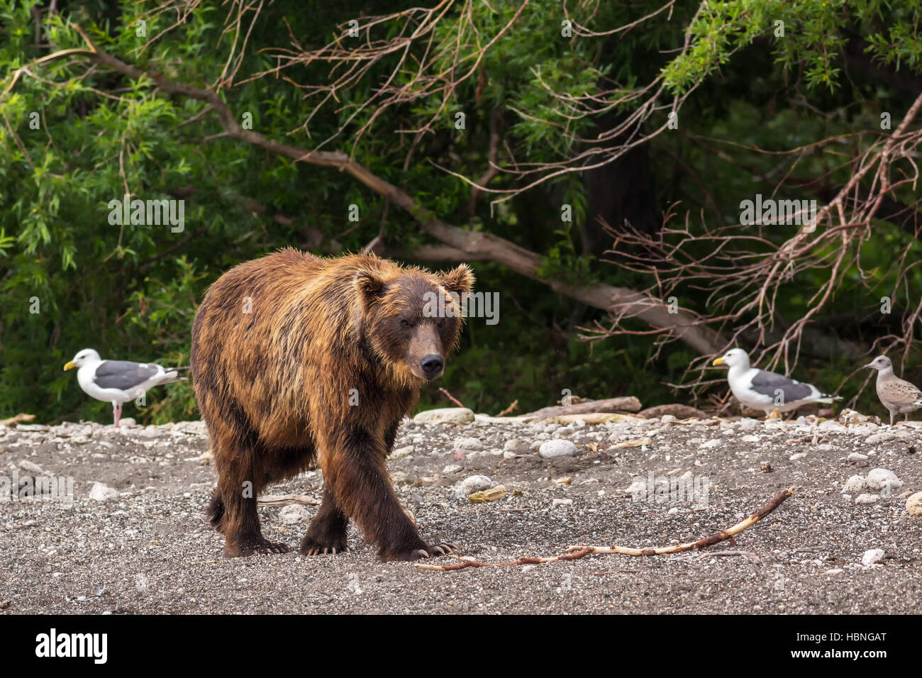 Brown bear on the shore of Kurile Lake. Stock Photo
