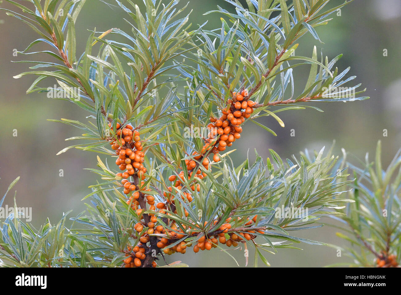 Common sea-buckthorn Stock Photo