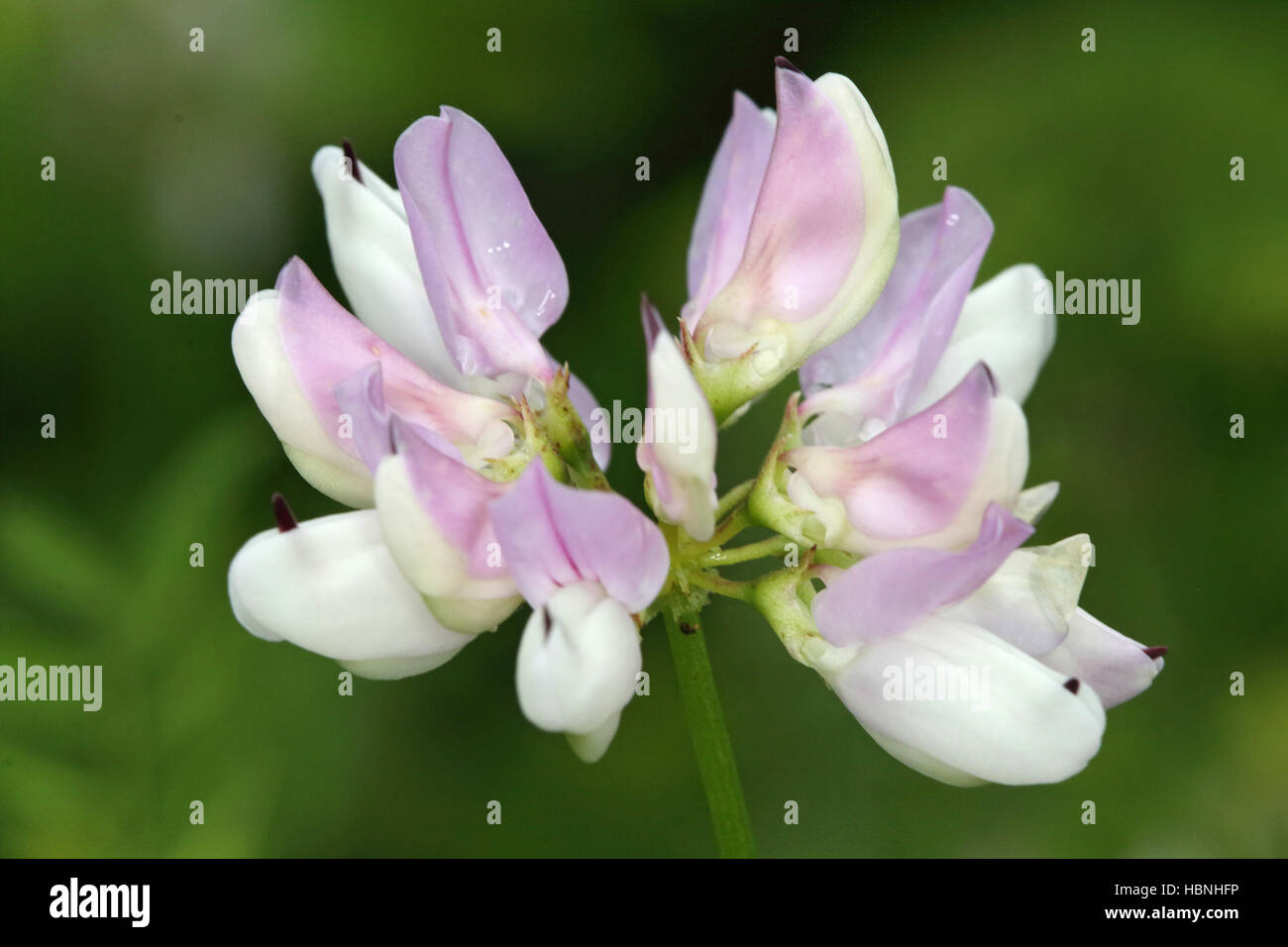 Purple crown vetch, Securigera varia Stock Photo - Alamy