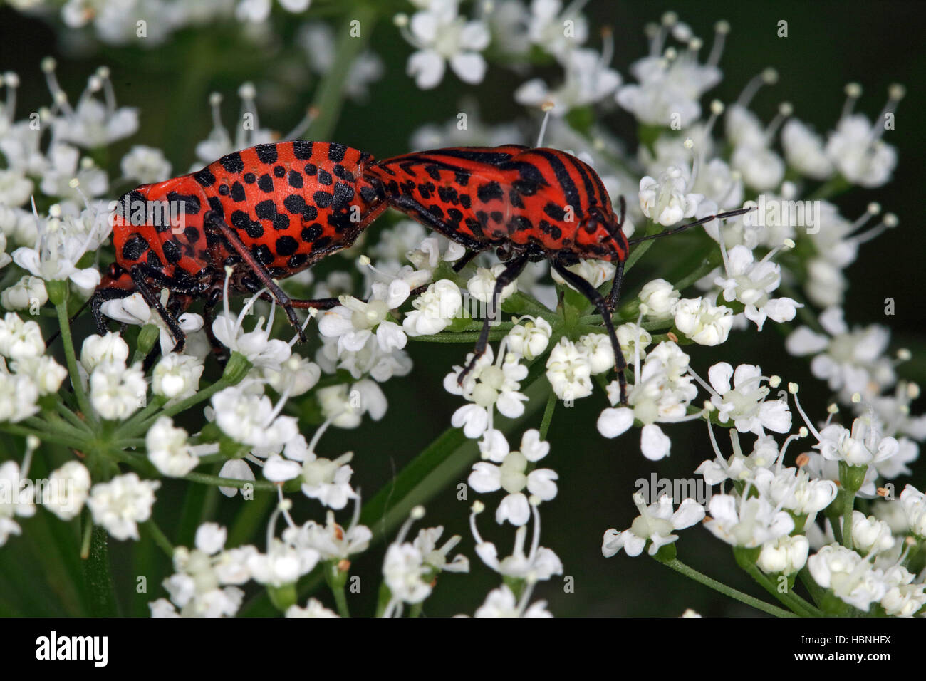 Streifenwanze, minstrel bug Stock Photo