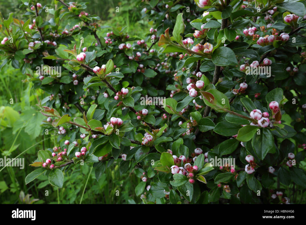 Cotoneaster divaricatus, spreading cotoneaster Stock Photo