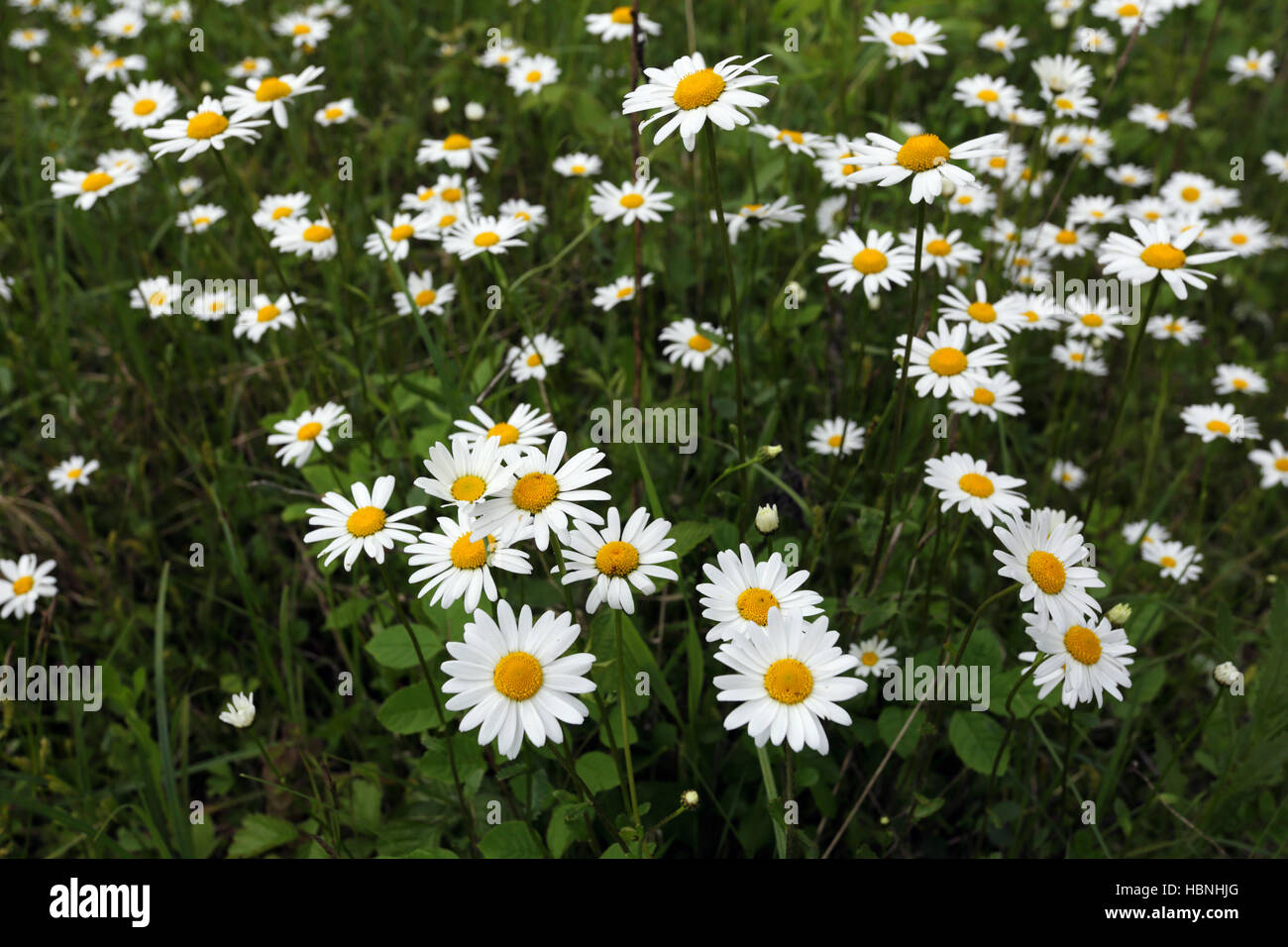 Ox-eye daisy, Leucanthemum vulgare Stock Photo